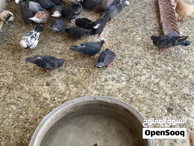 حمام لوت مال.تعزيله