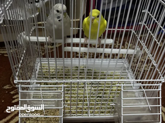 طائرين بادجي أليف