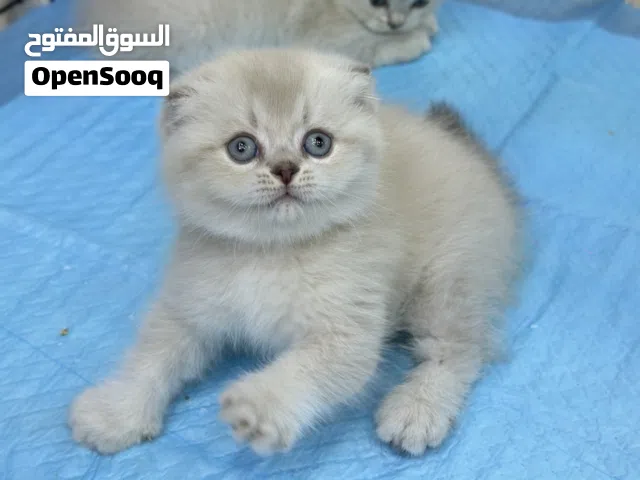 كتنز  سكوتش حلوين ولطيفين عمر شهرين اشكال متنوعه الاسعار ابتداء من 60 دينار