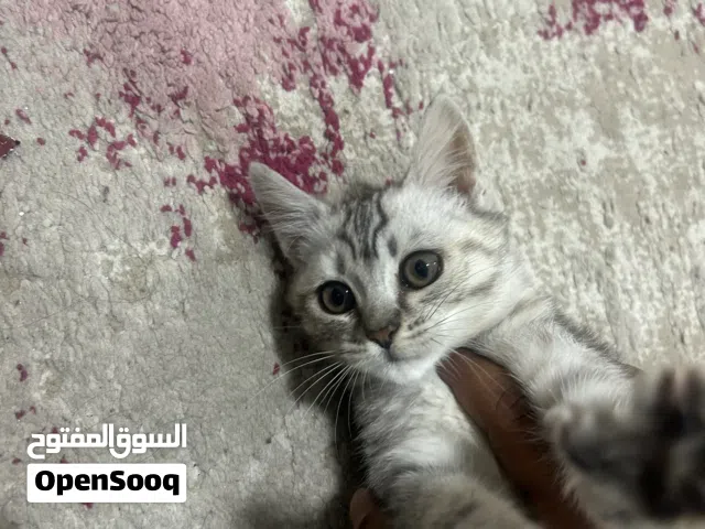 مكس سكوتش وقط امريكي للبيع بسعر مغري