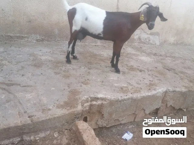 عنز البينو الأصلي