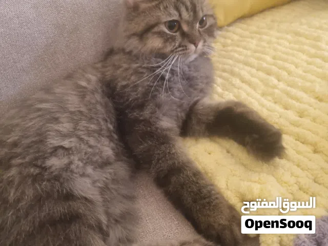 للبيع بسعر رمزي