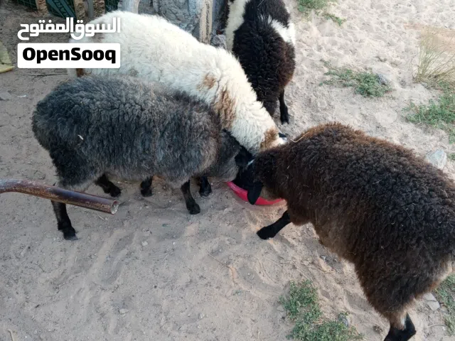 4 حوالة ذكور سلاالة روسية ...ناشطات الله يبارك ..عمرهم 3اشهور ونص ...