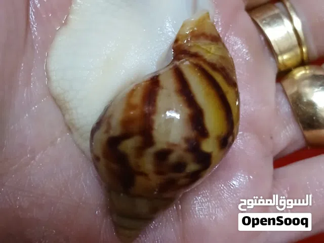حلزون افريقى