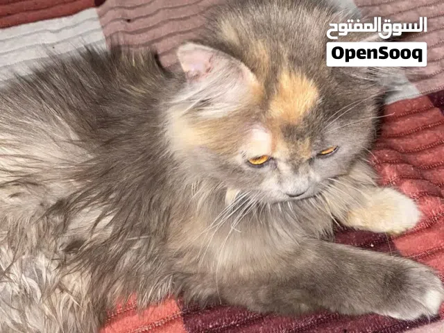 قطة للبيع   بزونة كلش نازكة