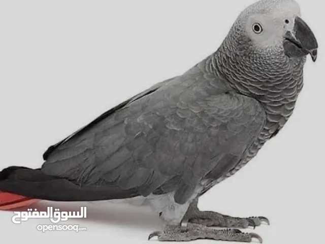 مطلوب ببغاء نفسه ب100دينار A parrot himself is required for 100 dinars