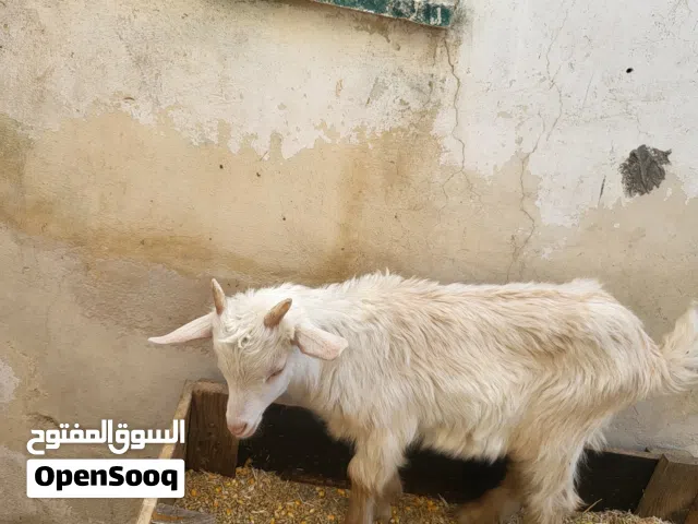 (جدي سويسري عمر شهرين ونص