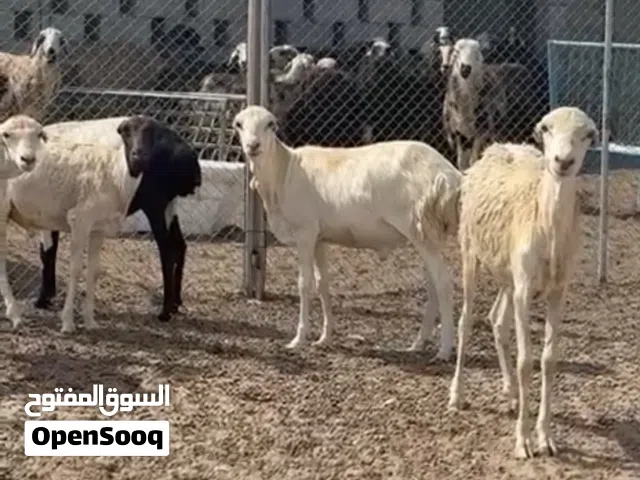 كبشان يمنيه
