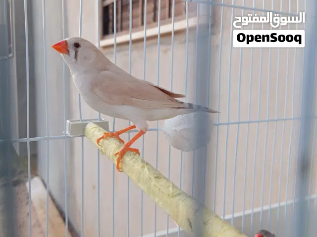 كوبيا زيبره مدحيات مره بس