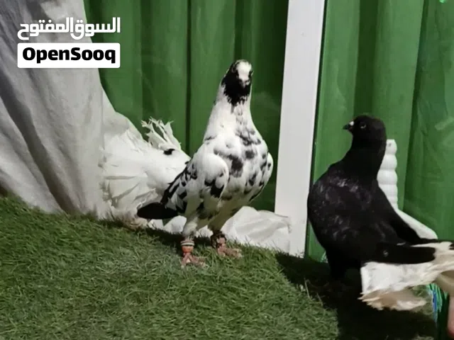جوز نوريات شيكرات