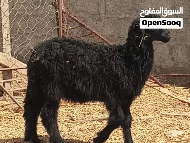 للبيع كباشه
