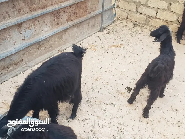 3جديان و عناق عز تمقريس عمر زوز توامه6شهور زوز 4شهور سعر البيع580