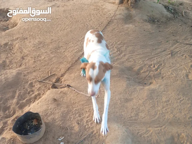 كلب ذكرى مصيد للبيع