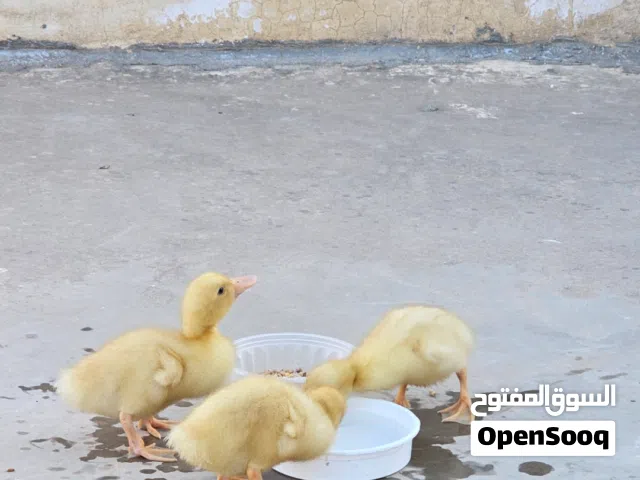 بط صغير للبيع عدد (2) مع قفص صغير