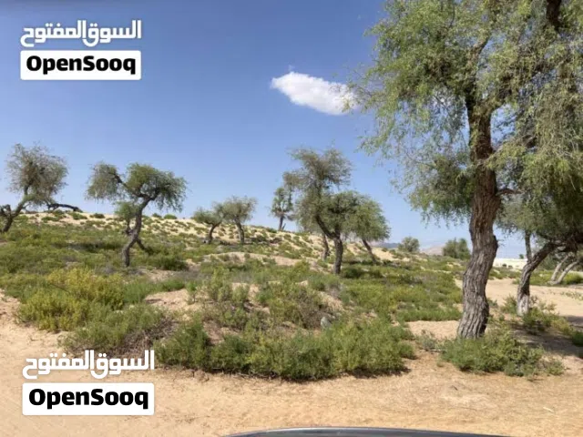 ارض للبيع في منطقه المريبي جعلان بني بو حسن