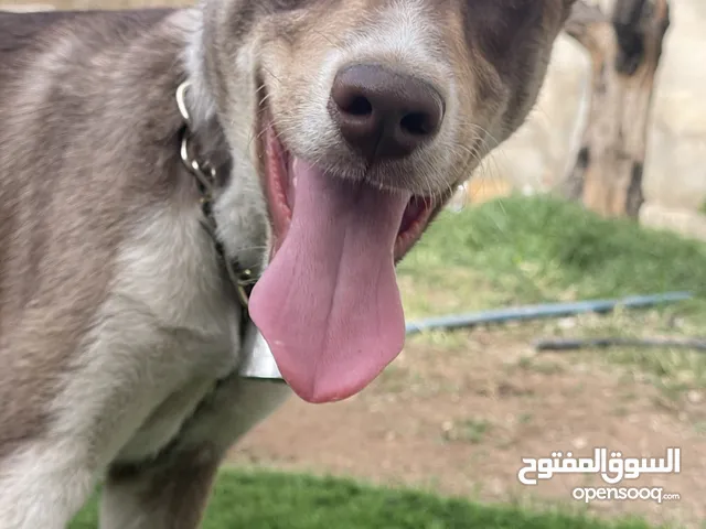 جرو هاسكي عمر ثلاث شهور