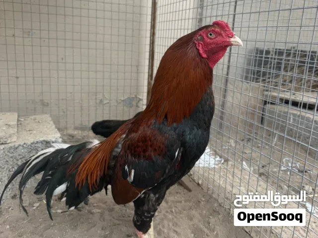 للبيع ديك سندي ع ميوالي طيار ممتاز يضرب شوك