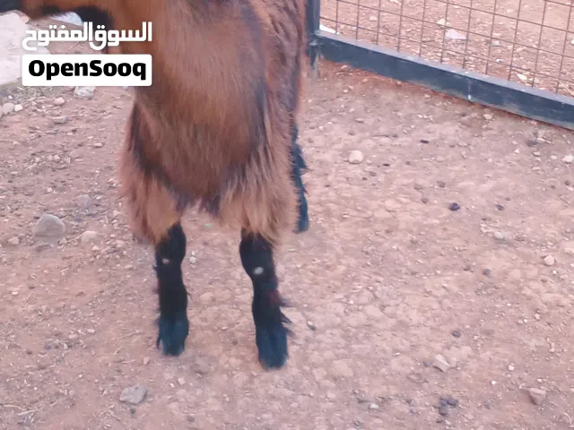 جدي عمر سته شهور يزبط مقنوه او لحم