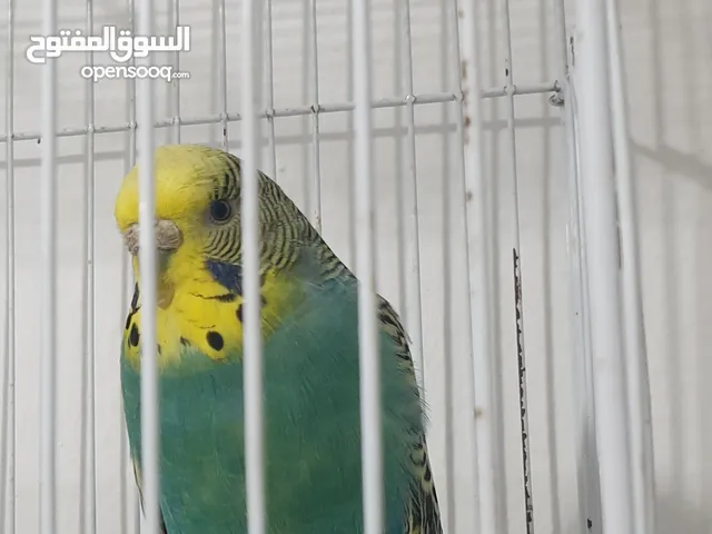 عصفور بادجى