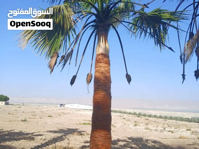 واشنطونيا زينة بجميع ارتفاعات وبأسعار ممتازة جداااا