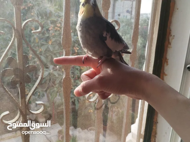 ببغاء كوكتيل ذكر اليف