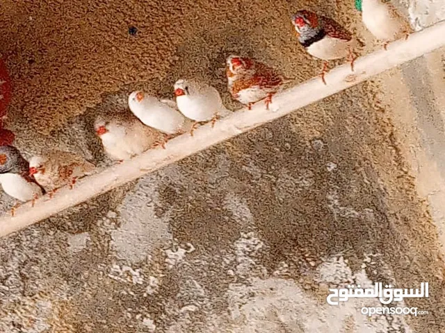 عصافير فينك ( زيبرا ، طيور جنة )