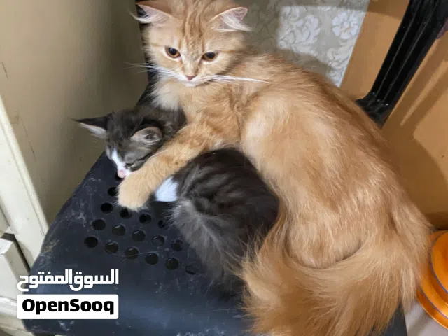 قطط صحتها زينه ومطعمين للتبني