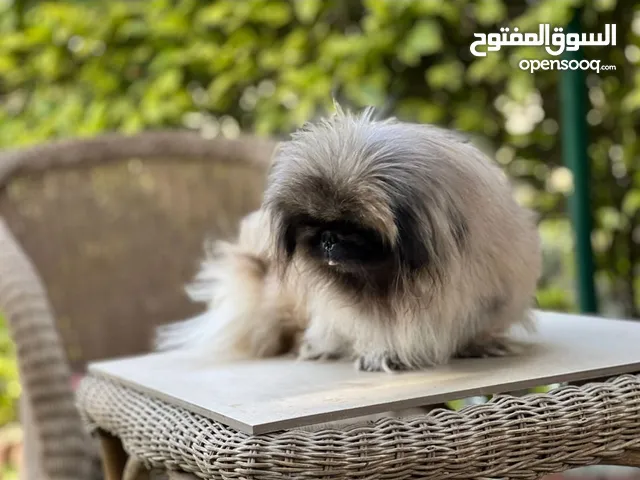 Adorable Top Quality Pekingese For Reservation