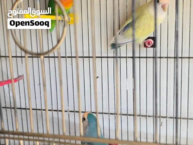 ما شاء الله تبارك الله، الصلاة على النبي الحبيب. للبيع 3 طيور ببغاء روز نضاف نضاف،