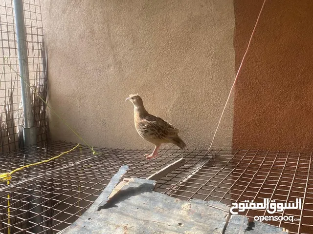 صفارد للبيع جامبو