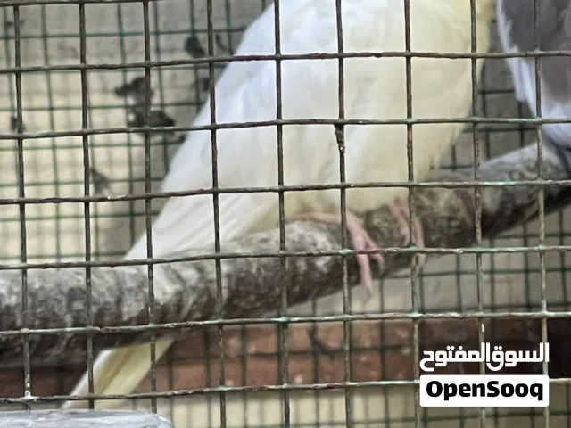 كوكتيل لاتينو الطير الحمدلله م يشكي بشي الجنس انثى جاهز الانتاج