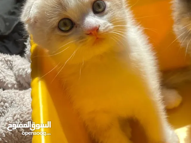 Scottish Fold Male Kitten – 3 Months Old, Playful   & Trained