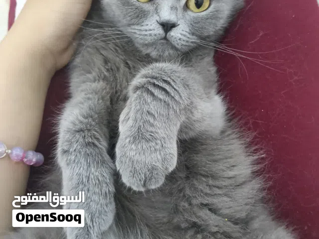 قطة مكس بريطاني فاخرة (British Shorthair Mix) – صحة ممتازة ومتطعمة