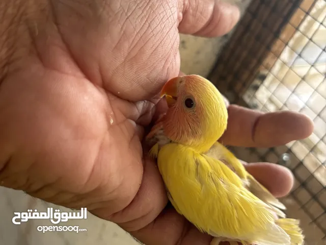 Lovebird(Ross) chicks