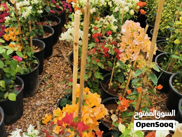 جميع انواع أشجار الزينة ( بلدي ومستورد )