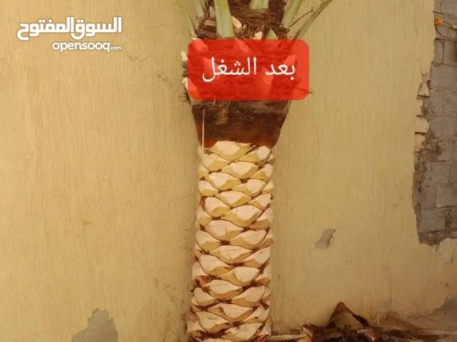 تنظيف وزراعة النخيل والاشجار في ليبيا طرابلس