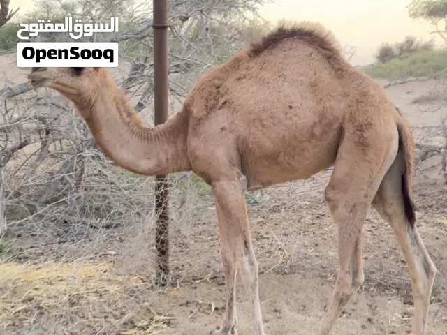 جمل للبيع مطعوم