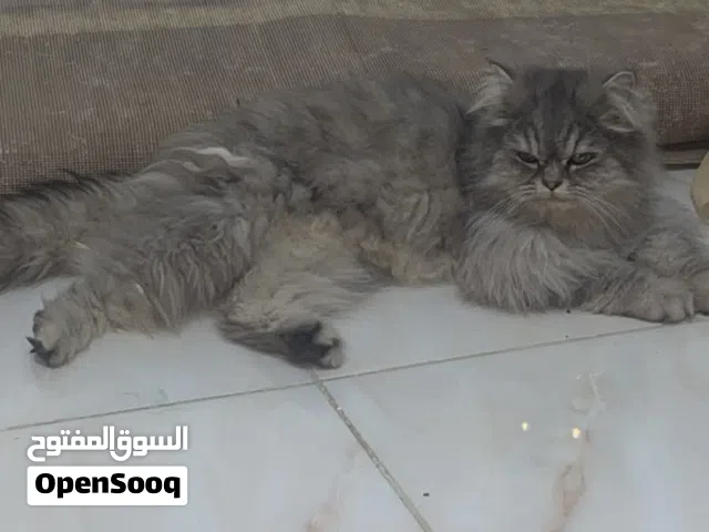 قطه شيرازي للبيع