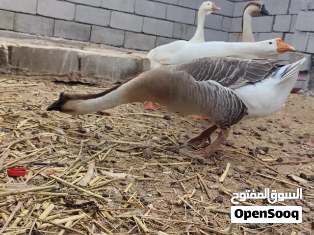 بط كوبرا نضيف ومرتب  وبيهن مجال للطيبين زوج فقط