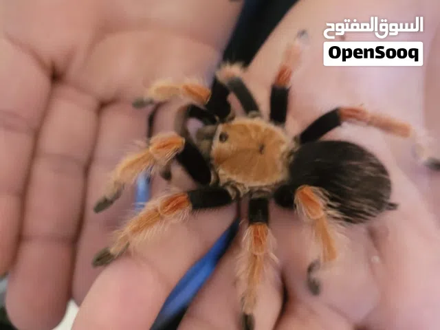 Spiders Tratualas