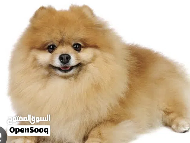 Pomeranian dog for sale, proven breeder and currently pregnant with 3 puppies.  With her passport
