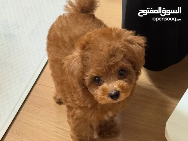 Toy  Poodle Puppy