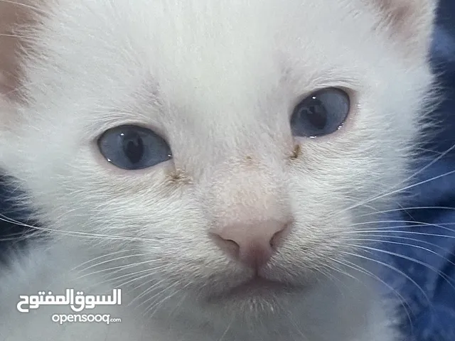 قطة انثى للتبني عمرها 45