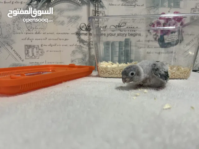 كنيور قرين شيك ضغير عمره  شهر ينغر