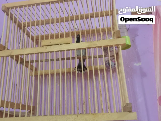 3 بلابل نثيه اليفه وفحله ثنين وحنجرا  فول ينباعن بدون اقفاص