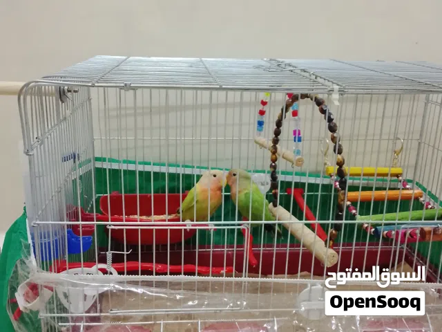 جوز روز اليف 70 ب ميه و ما بعض اقرا الوصف