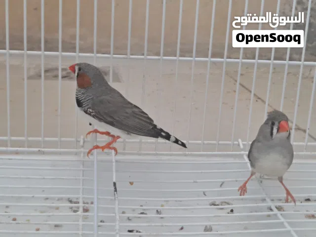2 من طيور الزيبرا ذكر +انثى بحاله صحيه ممتازه مع قفص وطعام وكامل المستلزمات