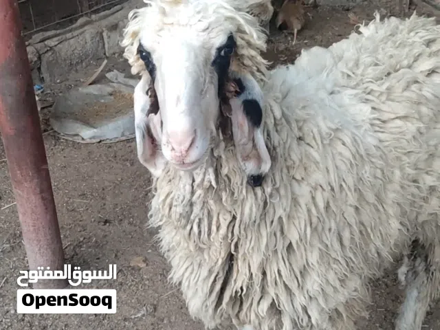 سلام عليكم متوفر نعجه ورجينه خشنه كلش تنفع كصابة وتنفع جني ترباة بيت