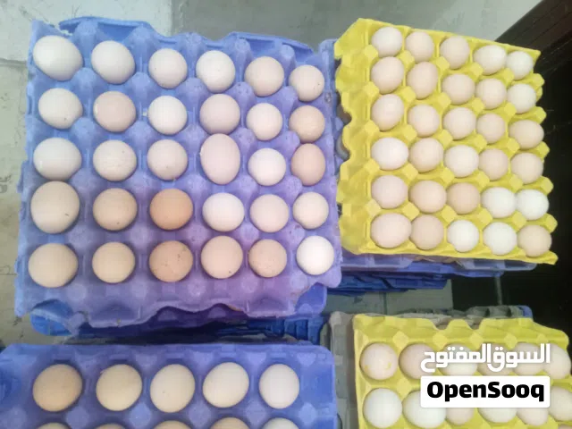 بيض لاحم//لحم//تسمين مخصب مكفول