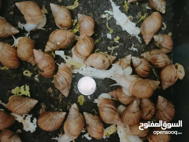 الحلزون الافريقى العملاق فى مصر  Giant Afrikan snails in Egypt